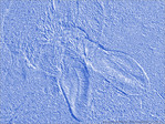 Lapin  Bleu -- 13/05/11