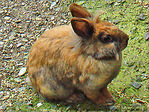 Lapin aux aguets -- 16/09/08