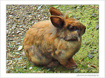 Lapin aux aguets -- 16/09/08