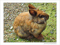 Lapin aux aguets -- 16/09/08