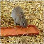 O� sont mes carottes�? -- 15/03/11