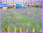Parfums de Lavande � Bruxelles�! -- 18/06/06