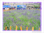 Parfums de Lavande � Bruxelles�! -- 18/06/06