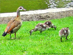 Sortie sous haute surveillance Parentale -- 05/06/05