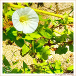Petite fleur perdue dans ce petit coin de verdure -- 18/07/26