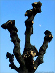 La lune joue � cache-cache derri�re les arbres  -- 16/02/08