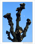 La lune joue � cache-cache derri�re les arbres  -- 16/02/08