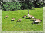 Accompagner l'Envol vers la Lumi�re -1- -- 10/06/05