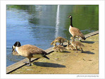 Premi�res baignades