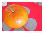 Quand les Fleurs se font Mandarines -- 03/04/12