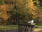 Le r�confort avant l'envol -- 21/11/09