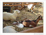 Rien ne vaut une sieste au soleil -- 01/10/07