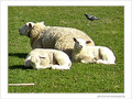Maman Brebis et ses petits -- 15/04/09