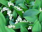 Allons, ma Belle, cueillir le Muguet aux bois -- 01/05/07