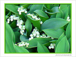 Allons, ma belle, cueillir le muguet aux bois -- 01/05/07