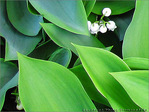 Carillonnez! Voici mai, clochettes timides! -- 01/05/09