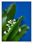 Mai clochettes na�ves