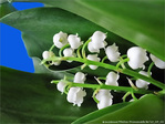 Carillonnez clochettes na�ves -- 03/05/10