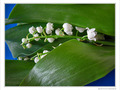 Le temps du muguet -- 04/05/10