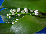 Le temps du muguet -- 04/05/10