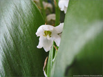 Muguet timide -- 04/05/10