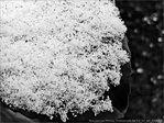 Cuill�re ap�ritive de mon Jardin  -- 09/02/12
