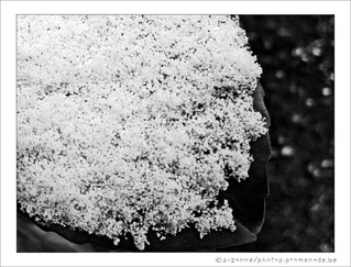 Cuill�re ap�ritive de mon Jardin 