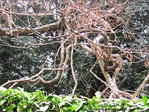 Se Recroqueviller pour se R�chauffer -- 12/02/12
