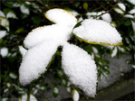 Cuill�res ap�ritives cinq services de mon Jardin -- 22/02/12