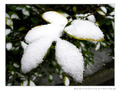 Cuill�res ap�ritives cinq services de mon Jardin -- 22/02/12