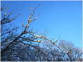 Petits Arbres derri�re chez moi -- 20/01/11