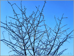 C'est le soleil qui r�chauffe -- 19/01/11