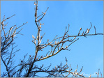 Lumi�res sur branches -- 14/01/11