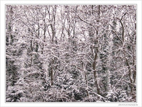 For�t noire saupoudr�e de blanc