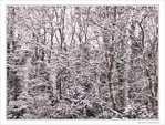 For�t noire saupoudr�e de blanc