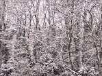 For�t noire saupoudr�e de blanc -- 08/01/10