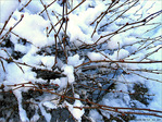 Ouate Branch�e -- 17/02/12