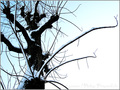 La Neige qui fait danser -- 09/02/11