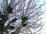 Les branches se m�lent au vent -- 16/02/12