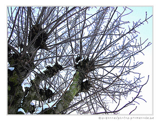 Les branches se m�lent au vent
