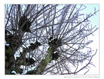 Les branches se m�lent au vent