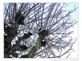 Les branches se m�lent au vent -- 16/02/12