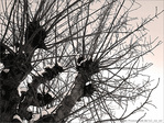 O� va la Neige�? -- 26/02/12