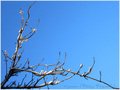 Neige et Soleil sur Branches -- 21/12/10