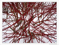 En rouge et blanc -1-