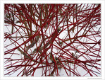 En rouge et blanc -1- -- 03/02/10