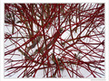 En rouge et blanc -1- -- 03/02/10