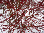 En rouge et blanc -1- -- 03/02/10