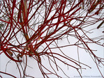 En rouge et blanc -2- -- 05/02/10