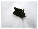 Rien aux alentours�? -- 14/01/10